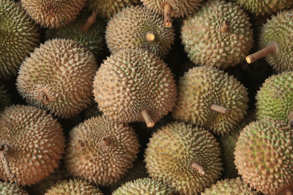 Pile of Indonesian durians, representing Indonesian wild durian and the China export market.