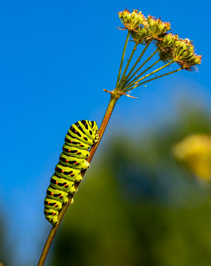 Caterpillar symbolising transformation in a blog about John Wyndham’s The Chrysalids and AI